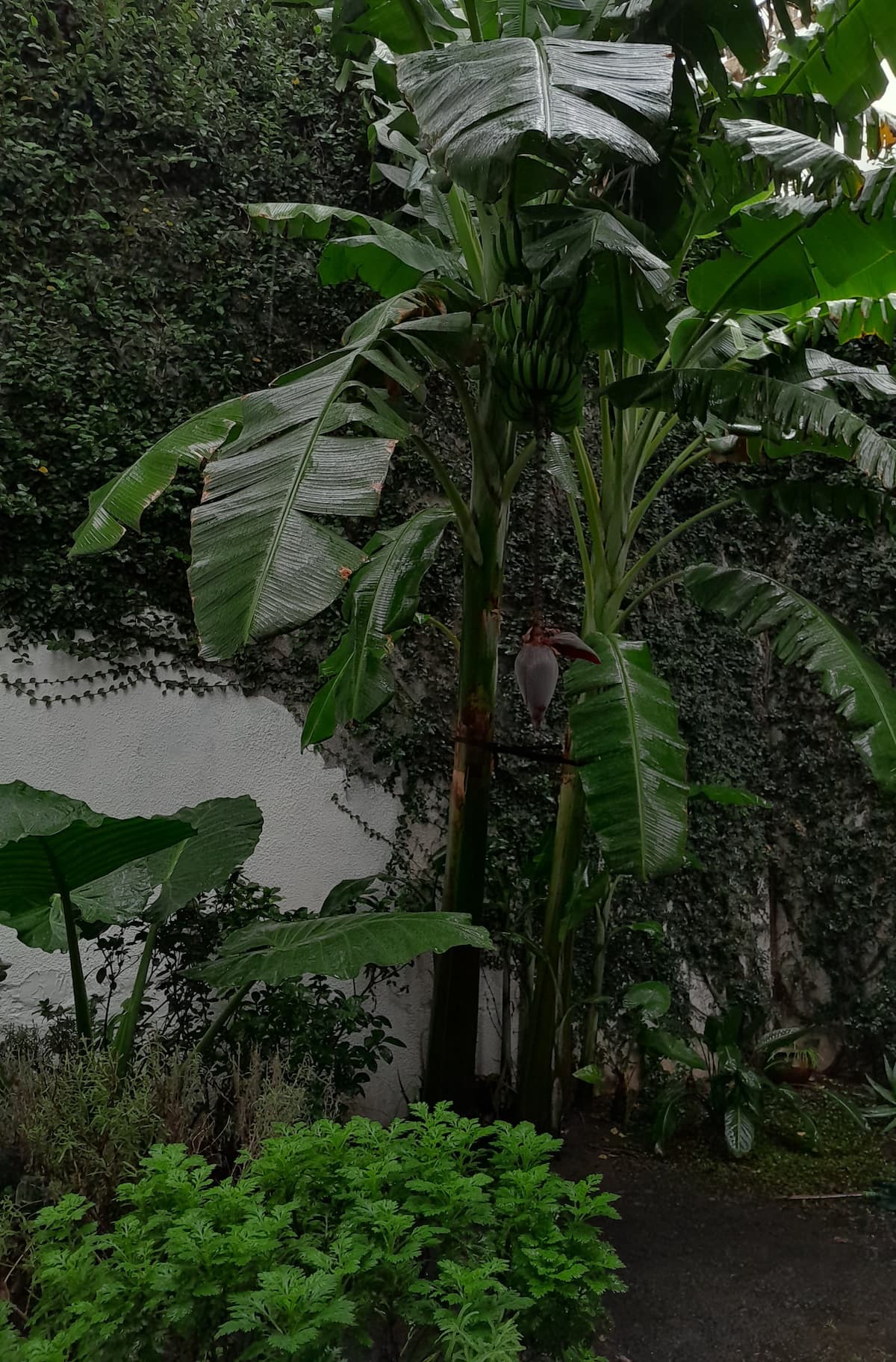 Jardín con banano e hiedra